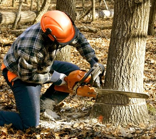 Tree Removal in Whitmore, CA